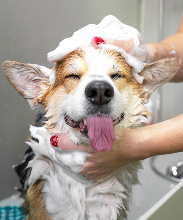 Affordable dog groomer in Kansas City MO grooming a small dog in a clean salon