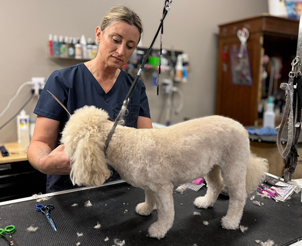 Dog Grooming Services in Kansas City, Claycomo, Liberty, Kearney, Gladstone, MO