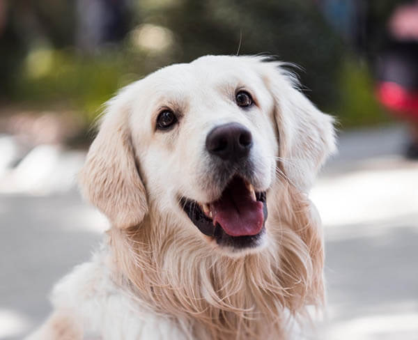 Book a dog grooming appointment at Top Dog KC home salon in Liberty MO
