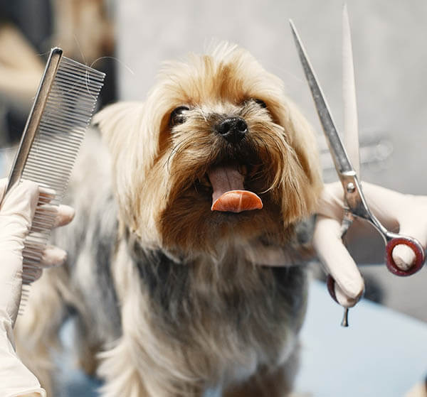 Bath and brush dog grooming service at Top Dog KC Liberty MO