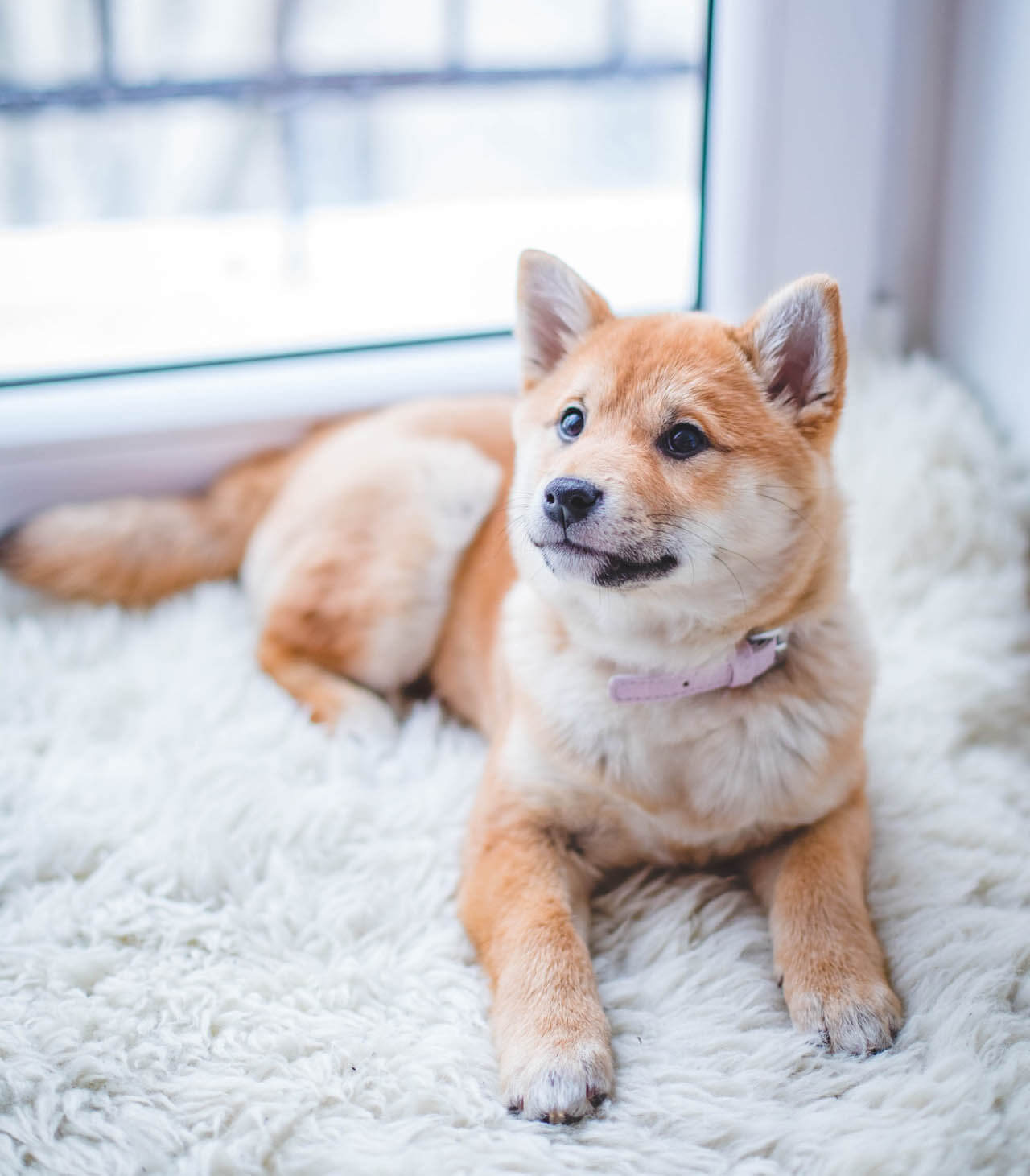 Top Dog KC dog grooming services in Liberty MO - all breeds